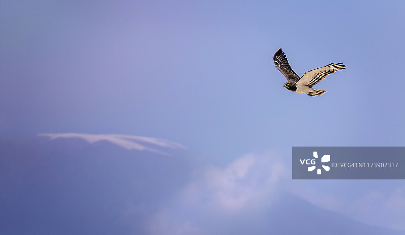 肯尼亚安博塞利公园黑胸蛇雕飞越乞力马扎罗山图片素材