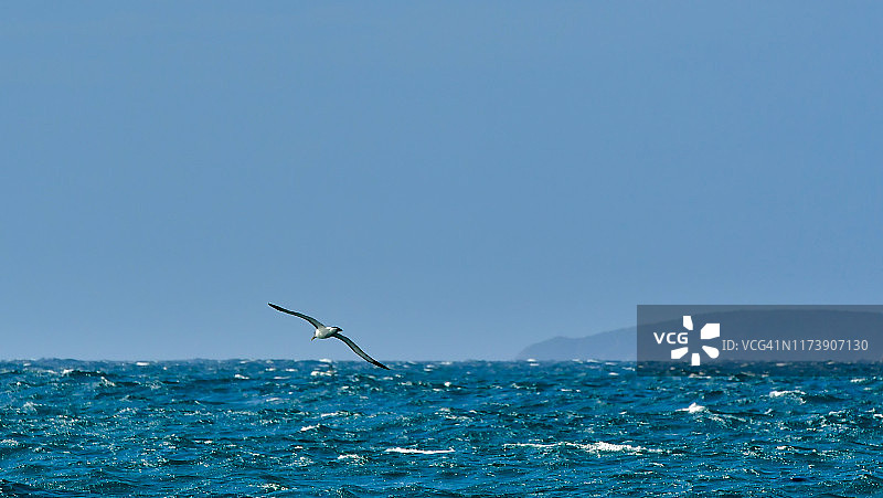 白帽信天翁，新西兰图片素材