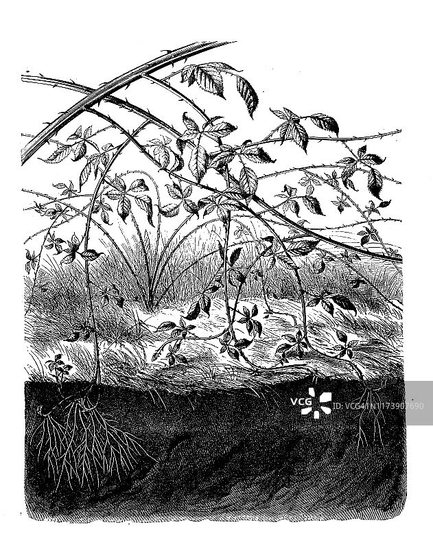 古董植物插画：黑莓图片素材