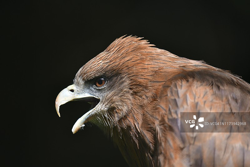黄嘴鸢肖像图片素材