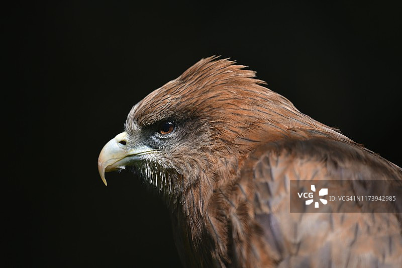 黄嘴鸢肖像图片素材