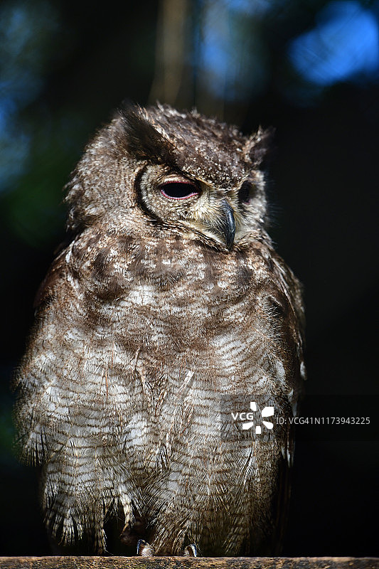 spotted eagle-owl图片素材