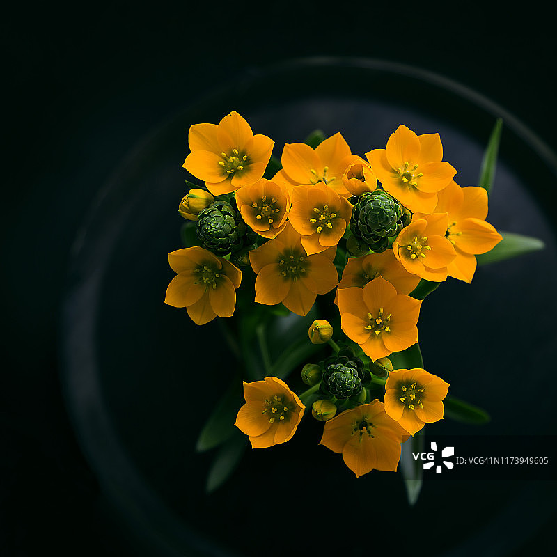 伯利恒之星（非洲郁金香）图片素材