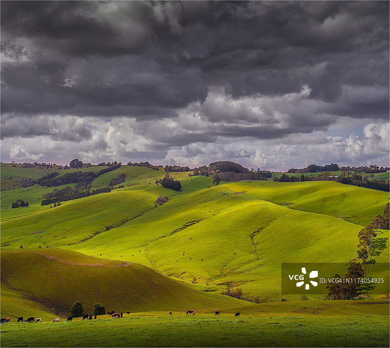 澳大利亚维多利亚州冬季牧场图片素材