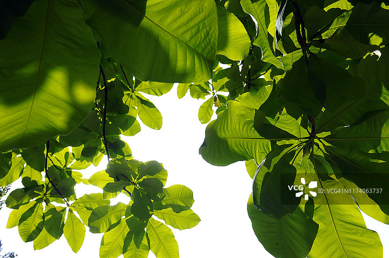 逆光下的树叶图片素材