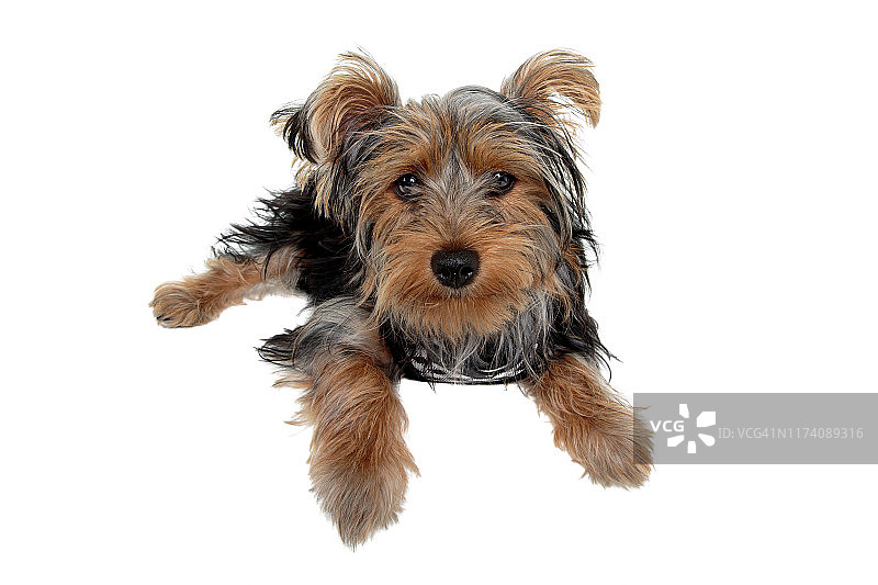 白色背景上的澳洲丝毛梗幼犬图片素材