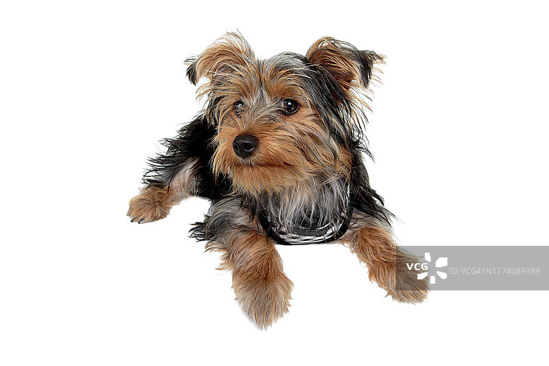 白色背景上目光移开的澳大利亚丝毛梗幼犬图片素材