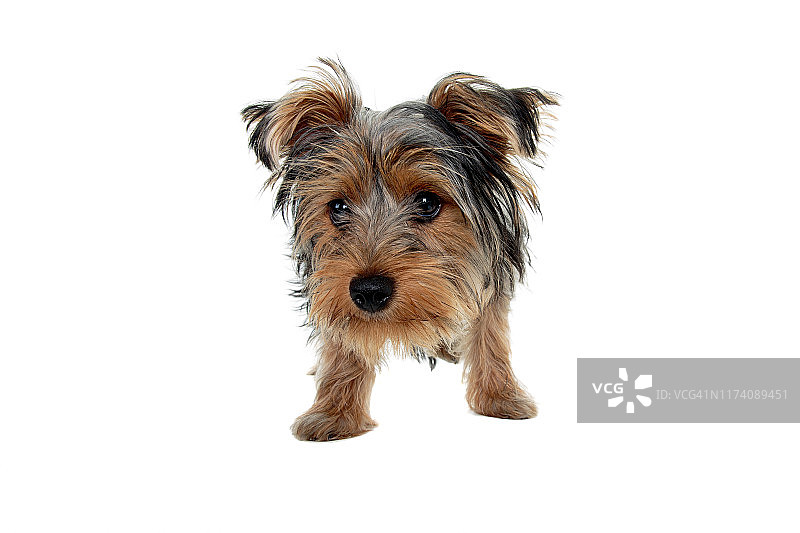 白色背景上的澳洲丝毛梗幼犬图片素材