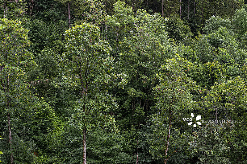 黑森林图片素材
