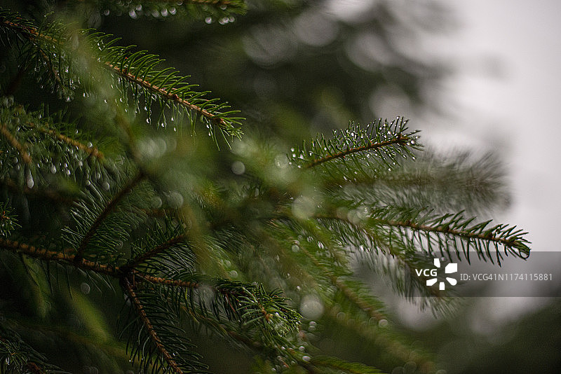 杉树枝图片素材
