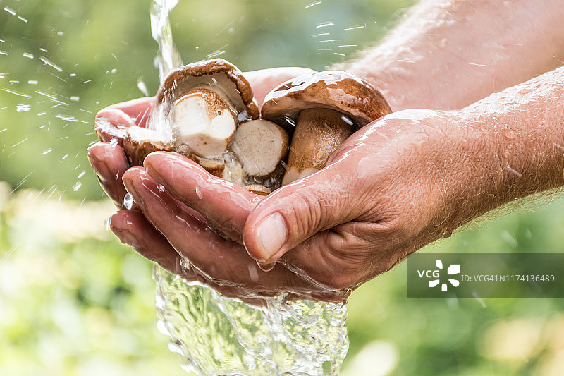 男人在户外流水下清洗牛肝菌特写图片素材