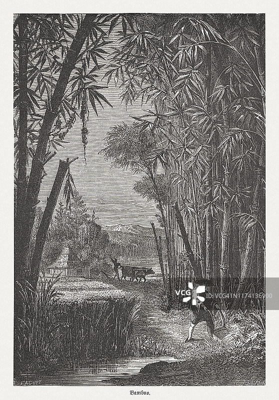 1894年出版的竹林木刻图片素材
