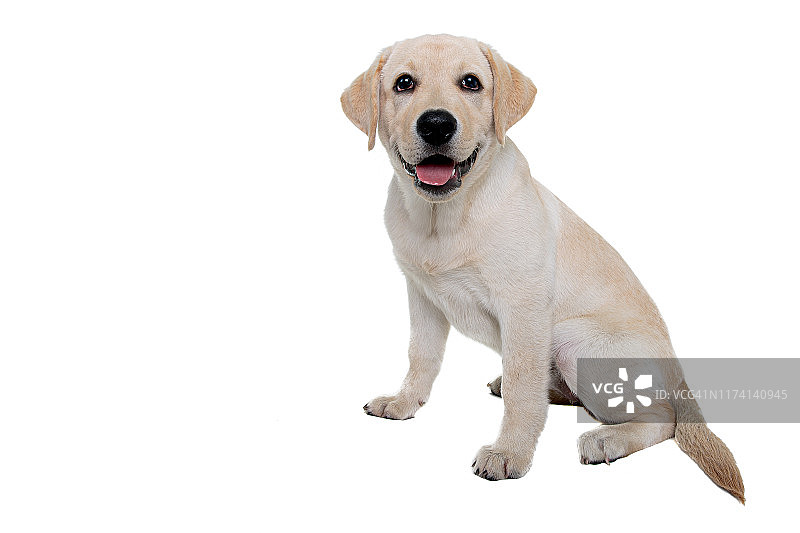 在白色背景上看着镜头的拉布拉多猎犬幼犬肖像图片素材