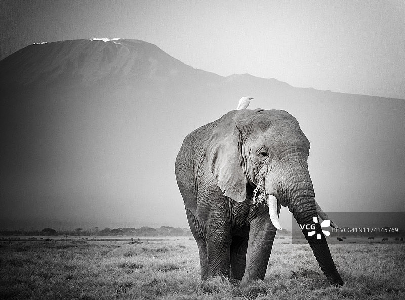 肯尼亚乞力马扎罗山前的大象人像图片素材