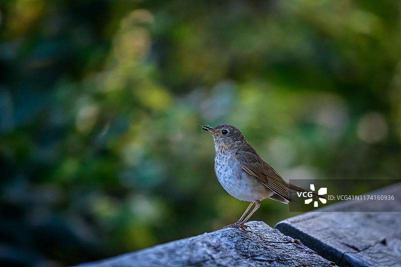 带有昆虫的斯温森氏鸫鸟，尼 squally 国家野生动物保护区，华盛顿附近图片素材