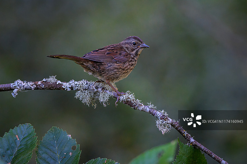 奥林匹亚附近尼斯卡利国家野生动物保护区的沼泽麻雀幼鸟图片素材