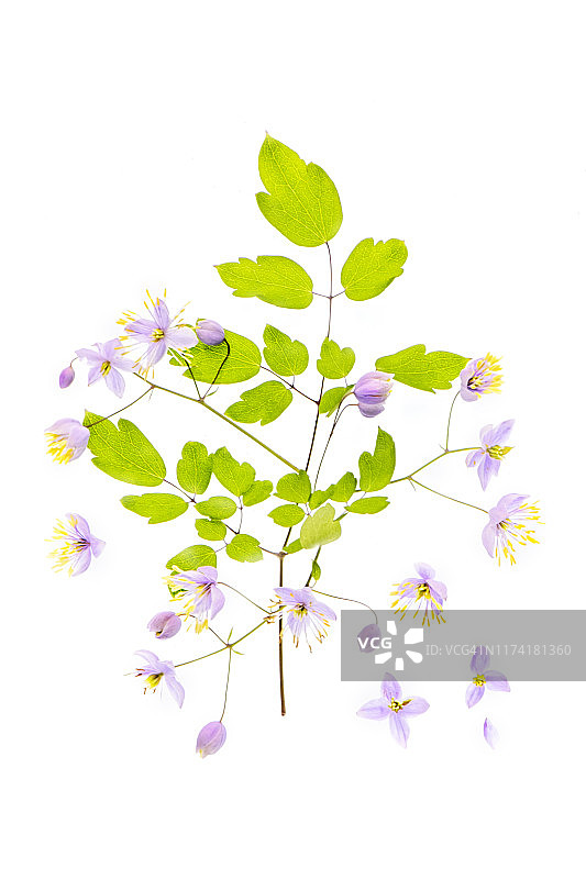 近摄：小花毛茛的淡紫色小花，又名中华唐松草图片素材