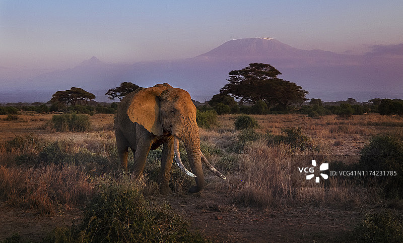 肯尼亚安博塞利乞力马扎罗山前的大象日落全景图片素材