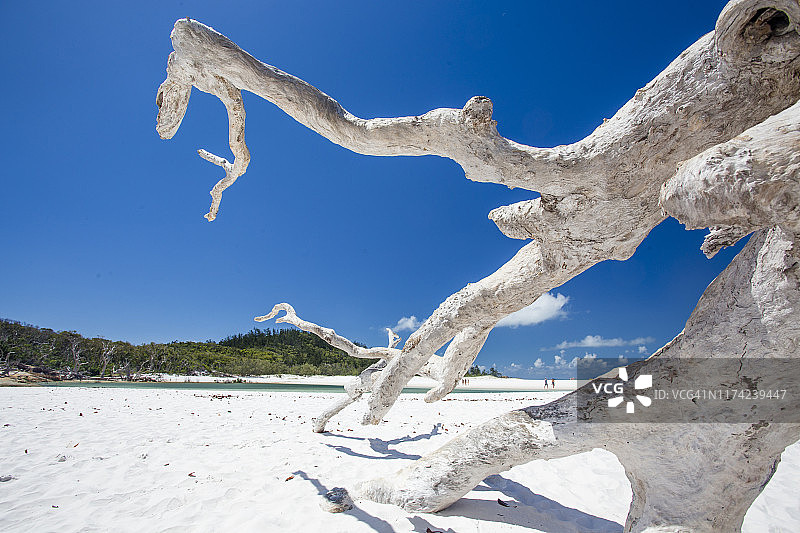 在圣灵群岛白色硅砂海滩上的一根树枝图片素材