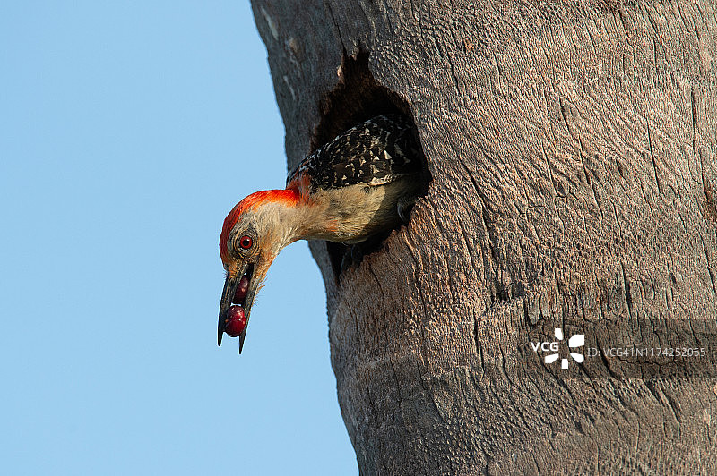 红腹啄木鸟与浆果图片素材