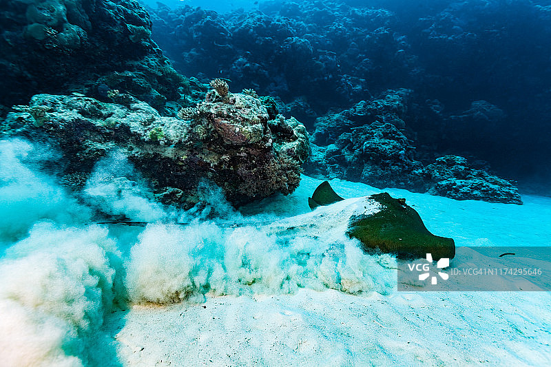 濒危物种： leaving 海底的牛尾刺魟，帕劳，密克罗尼西亚图片素材