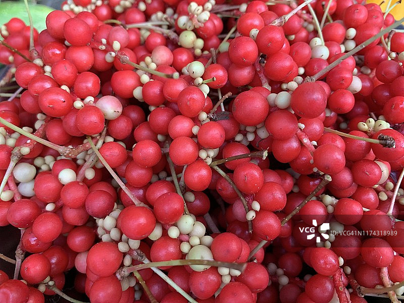 新鲜采摘的五味子浆果图片素材