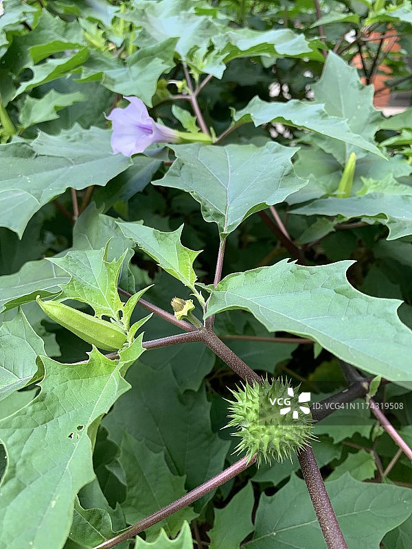 曼陀罗花植物特写图片素材