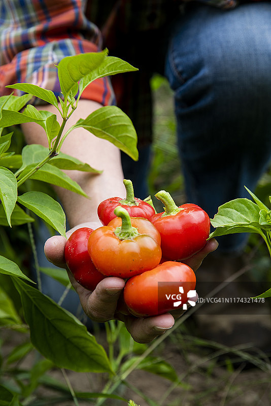 一位女农民在田里拿着红色樱桃辣椒图片素材