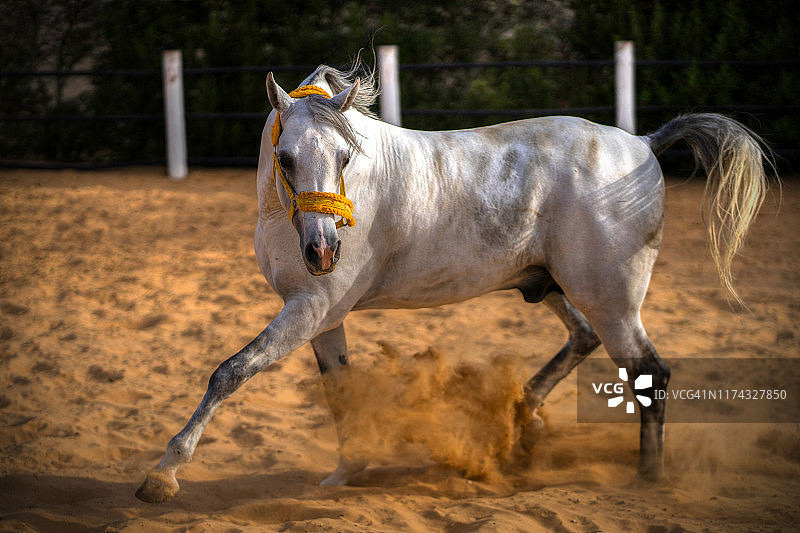 奔跑的骏马图片素材