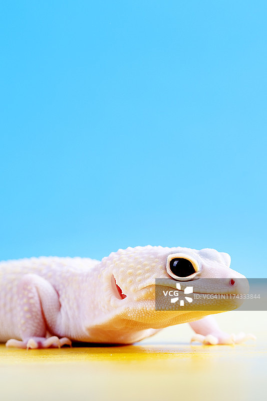 蓝色背景上的豹纹壁虎图片素材