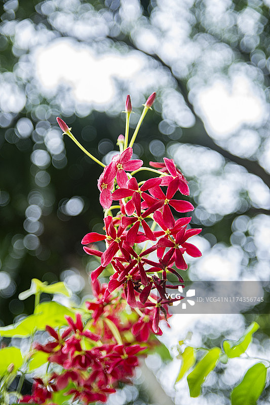 使君子图片素材