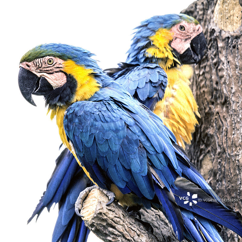 厄瓜多尔金刚鹦鹉图片素材