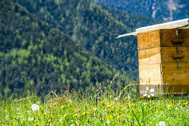 意大利多洛米蒂山脉蜂箱旁的蜜蜂图片素材