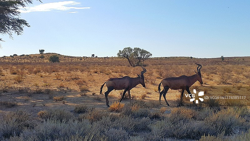 两只红色狷羚非洲羚羊图片素材