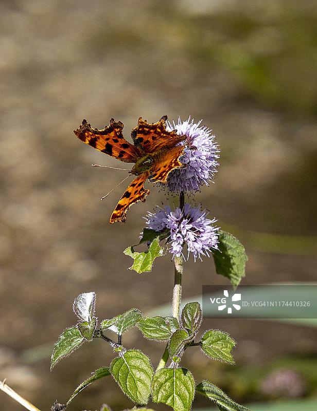 逗号蝴蝶图片素材