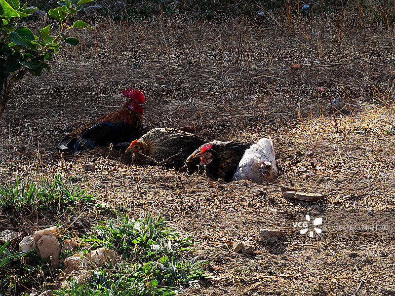 家养公鸡和三只母鸡在夏季有机农场的地上休息图片素材