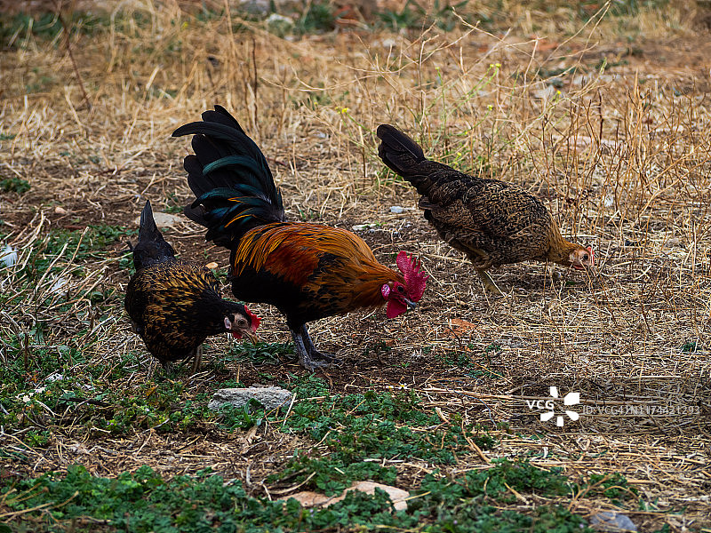 夏日有机农场里，家养公鸡和两只母鸡在地上觅食图片素材