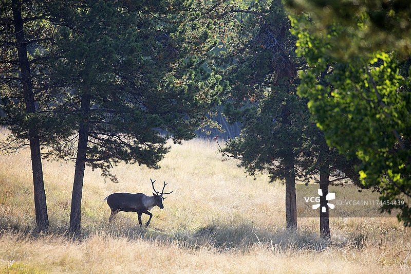 林区中的北美驯鹿图片素材