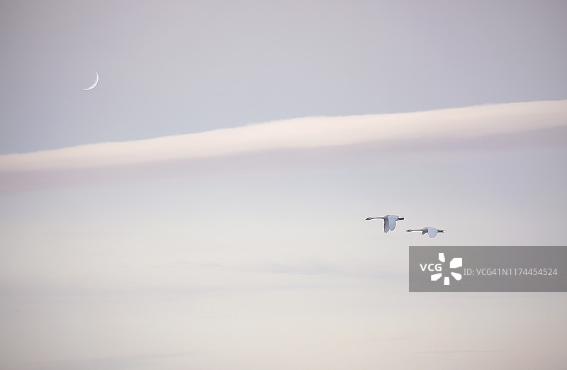 飞翔的雪雁图片素材