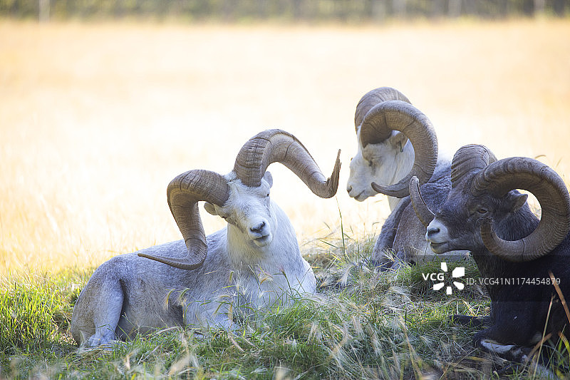 休息的盘羊图片素材