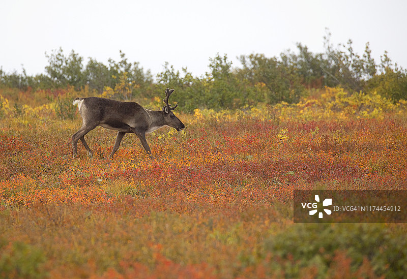 秋色中的北美驯鹿图片素材