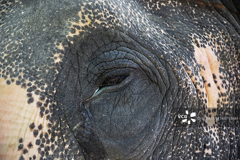 印度拉贾斯坦邦斋浦尔的大象头细节图片素材