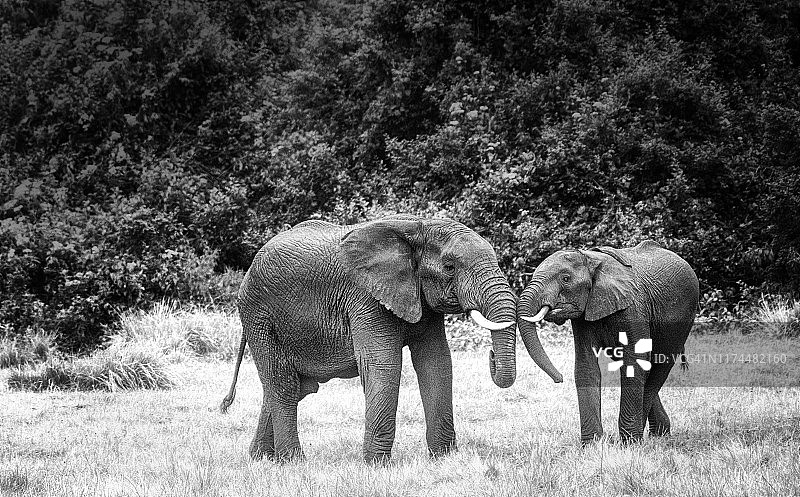 肯尼亚阿布戴尔国家公园里用鼻子打招呼的大象图片素材
