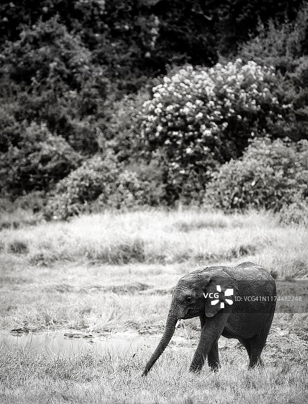 肯尼亚阿伯德尔国家公园的黑白小象图片素材