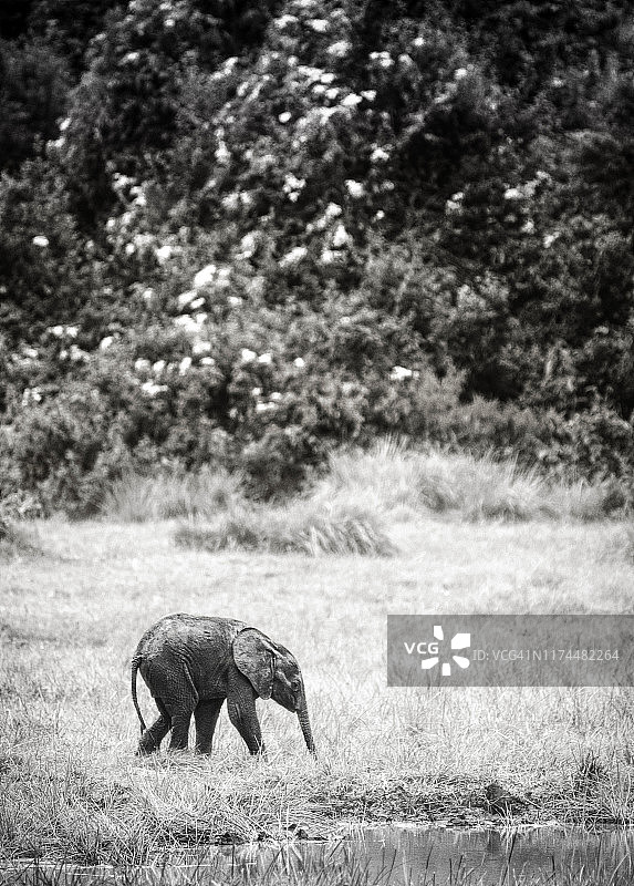 肯尼亚阿伯德尔国家公园草地上的小象图片素材