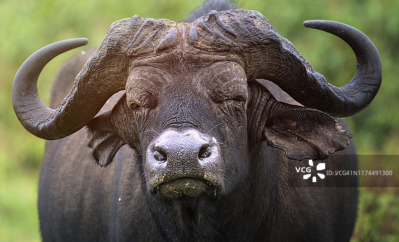 肯尼亚阿伯德尔国家公园里闭着眼睛的可爱非洲水牛特写图片素材
