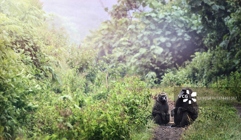 肯尼亚阿伯德尔国家公园：茂密森林小径中的两只狒狒图片素材