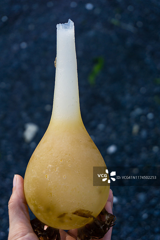 岸边发现的海藻球图片素材