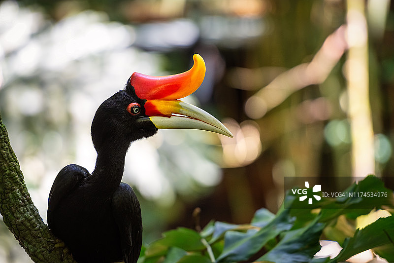 犀鸟肖像图片素材