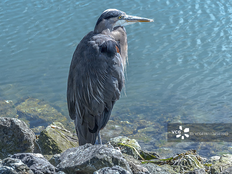苍鹭肖像 - 阿纳科特斯图片素材